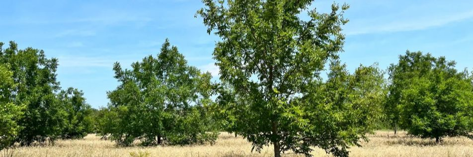 Pourquoi l’arbre est-il indispensable pour l’agriculture et face au changement climatique ? 