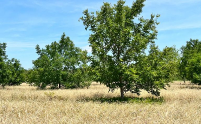 Pourquoi l’arbre est-il indispensable pour l’agriculture et face au changement climatique ? 