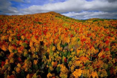 forêt du Québec - http://www.yannarthusbertrand2.org