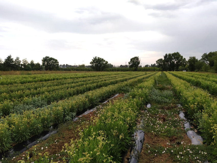 Culture de guayule Culture de guayule